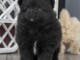 Adorable chiot Spitz allemand 