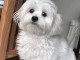 Chiot bichon maltais femelle 