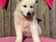 Chiot berger blanc suisse 