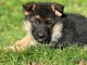 Chiot berger allemand lof 