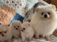 Adorable chiot spitz allemand 