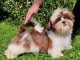 Chiot shih Tzu mâle a donner 