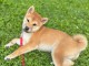 Chiot Shiba adorable femelle 