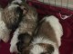 Chiot Shih Tzu à donner urgent 