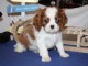 Chiot cavalier king charles disponibles 