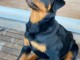 Chiot rottweiler pour adoption 