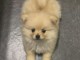 Chiot spitz nain disponibles 