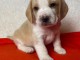 Chiot beagle disponibles pour adoption 