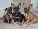 Dosn chiot bouledogue français disponibles 