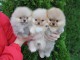 Je donne chiot spitz allemand disponibles 