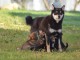 Chiot Shiba adorable a donner 