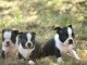 Chiot boston terrier à donner 