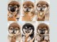 Chiot Shiba mâle et femelle disponibles 