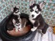 Je donne chiot husky disponibles 