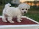 Chiot bichon frisé a donner 