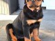 Chiot rottweiler pour adoption 