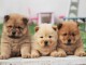 Chiot chow-chow pour compagnie 