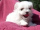 Adorable chiot bichon maltais femelle