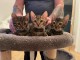 Je donne chaton BENGAL disponibles 