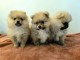 Chiot spitz allemand disponibles pour adoption 