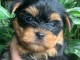 Je donne chiot yorkshire terrier 