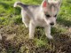 Chiot husky sibérien à donner mâle 