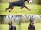 Dobermann chiots à vendre