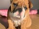 Je donner chiot bulldog anglais 