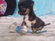 Chiot chihuahua mâle disponible 