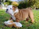 Chiot bulldog anglais à donner urgent 