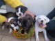 Chiot staffie à donner disponibles 