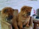 Chow Chow chiots à vendre