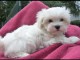 Magnifique chiot bichon maltais femelle