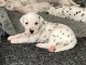 Chiot dalmatien a donner 