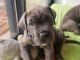 Chiot Cane Corso a donner mâle 