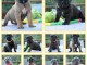 Adoption chiot Cane Corso disponible 