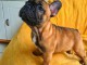 Adoption chiot bouledogue français 