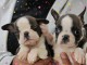 Boston Terrier chiots à vendre