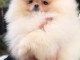 Pomeranian Spitz Chiots et adultes