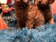 Chiots Toy Poodle à vendre