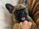 Chiot bouledogue français a donner urgent 