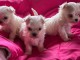 Je donne chiot bichon Maltais 