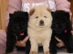 Chiot chow-chow a donner contre bon soin 