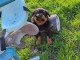 Chiot rottweiler pour adoption 