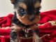 Chiots type Yorkshire terrier disponible 