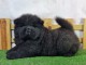 Chiot chow-chow a donner contre bon soin 