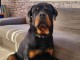 Chiot rottweiler pour adoption 