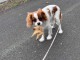 Magnifique chiots cavalier king charles disponibles 