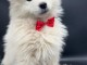 Chiot berger blanc suisse a donner contre bon soin 