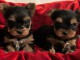 Chiot York mâle et femelle disponibles 